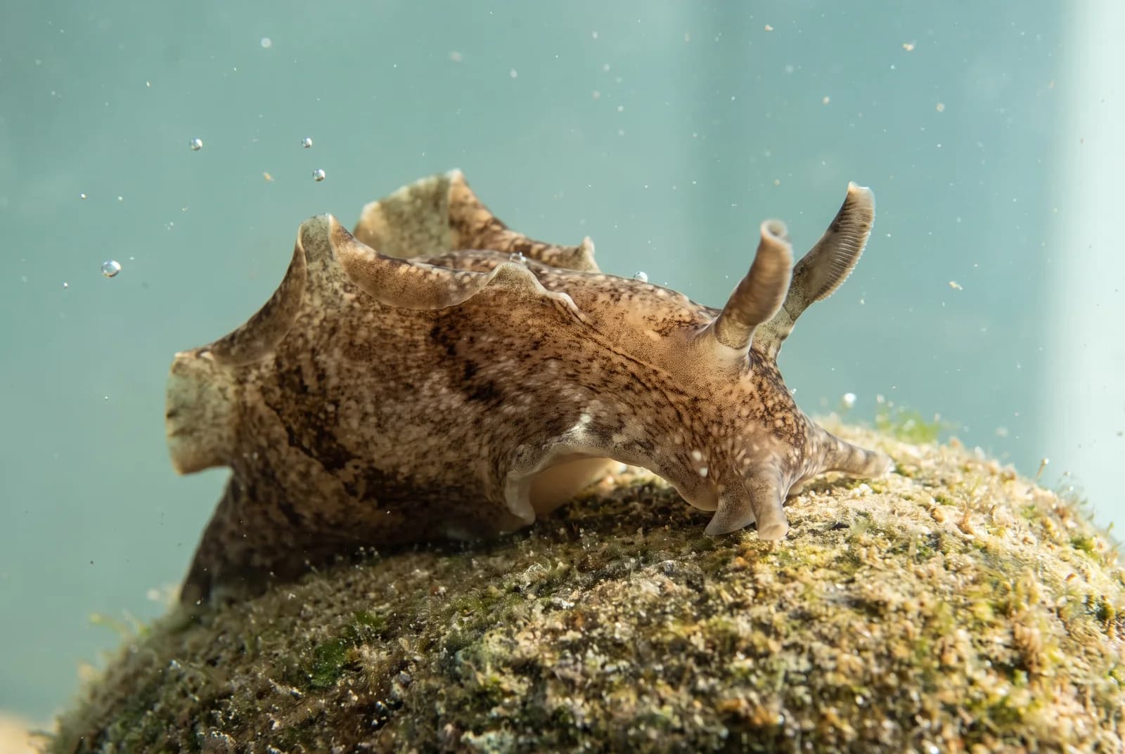 AI-generated representation of a mottled brown sea hare resting on a rock in shallow seawater